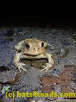 /home//u458753944/public_html/sourcegallery//McKaig Nature Center/2020-09-27/P9270729.JPG